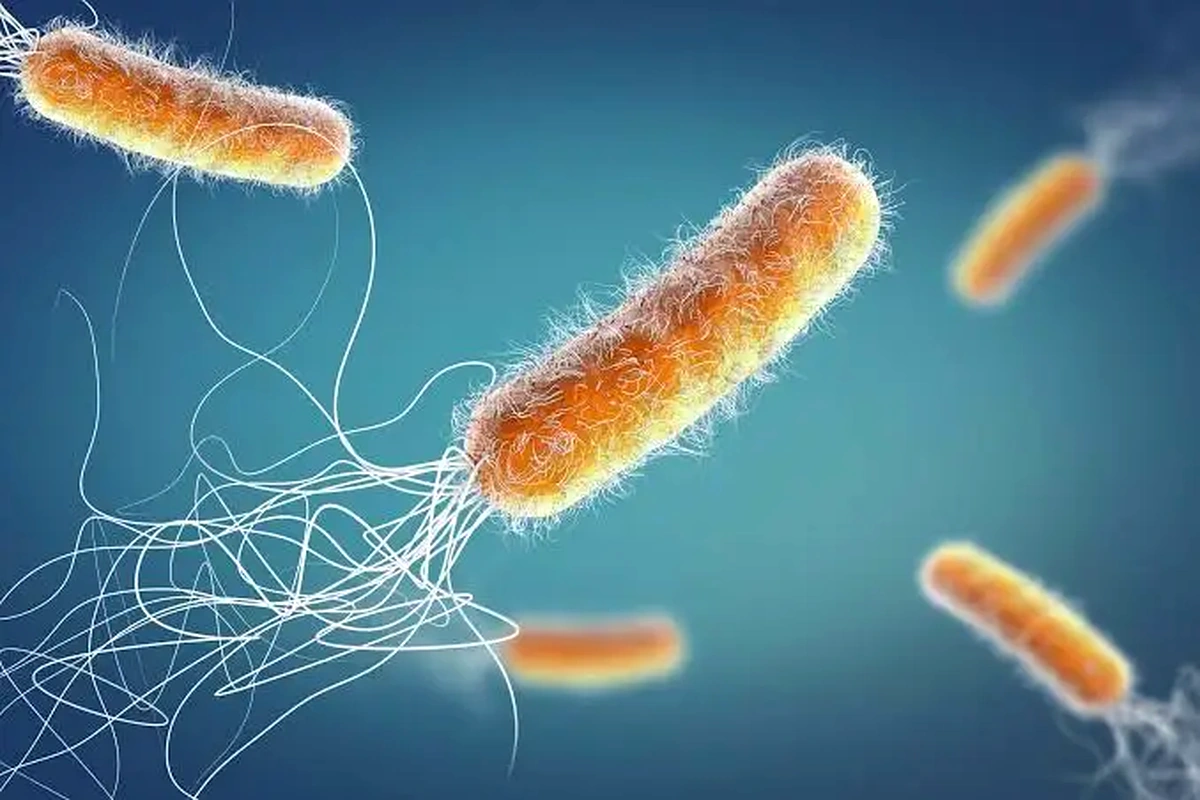 Microscopic bacteria illustration